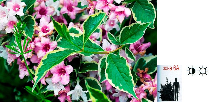 Вейгела цветущая Variegata - Weigela florida в Бишкеке: купить, цена ...