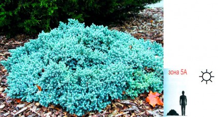 Можжевельник чешуйчатый (Blue Star) - Juniperus squamata