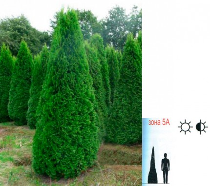 Туя западная (Smaragd) - Thuja occidentalis