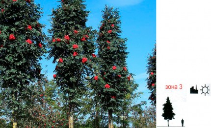 Рябина обыкновенная (Fastigiata) - Sorbus aucuparia