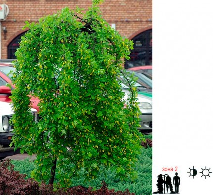 Карагана древовидная (Pendula) - Caragana arborescens