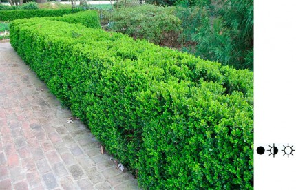 Самшит изгородь - Buxus sempervirens