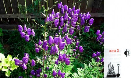 Аконит многолетник - Aconitum carm. Arensii