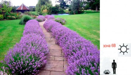 Лаванда узколистная - Lavandula ang. "Hidcote"