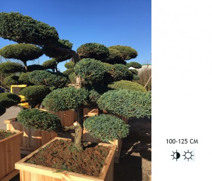 Можжевельник китайский Блю Альпс Бонсай - Juniperus chinensis "Blue Alps" bonsai