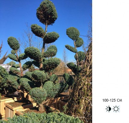 Можжевельник средний Пфитцериана Бонсай - Juniperus media Pfitzeriana bonsai