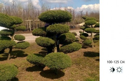 Можжевельник чешуйчатый Блю Альпс Бонсай - Juniperus squamata "Blue carpet" bonsai