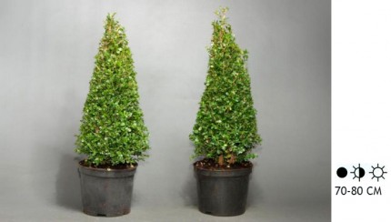 Самшит Пирамида - Buxus sempervirens