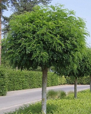 Робиния Умбракулифера (Umbraculifera)