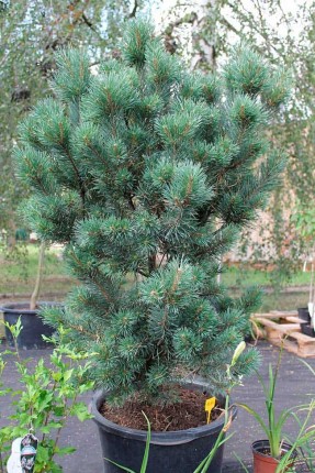 Сосна обыкновенная Ватерери (Pinus sylvestris Watereri) 