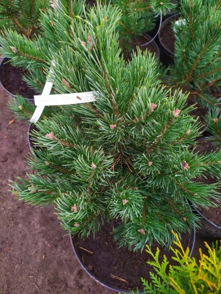 Сосна обыкновенная Ватерери (Pinus sylvestris Watereri) 