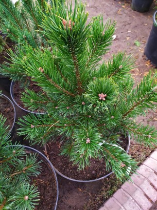 Сосна обыкновенная Ватерери (Pinus sylvestris Watereri) 