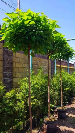 Катальпа (bungei)