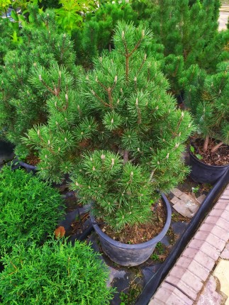 Сосна горная (Mops) - Pinus mugo