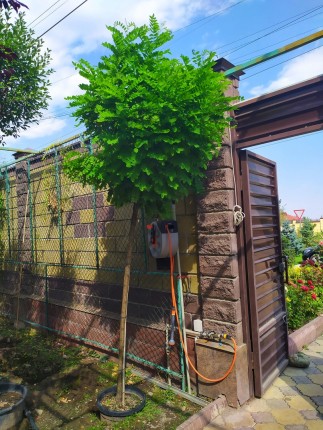 Робиния Умбракулифера (Umbraculifera)