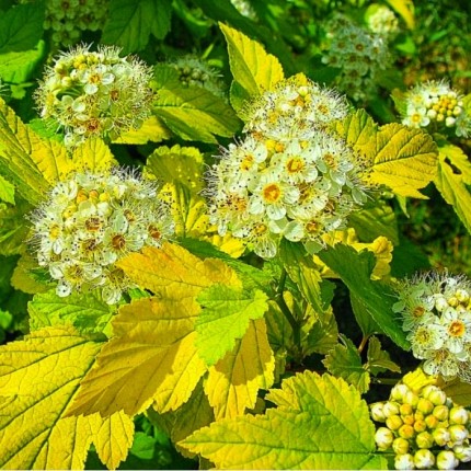 Пузыреплодник калинолистный Лютеус - Physocarpus opulifolius Luteus