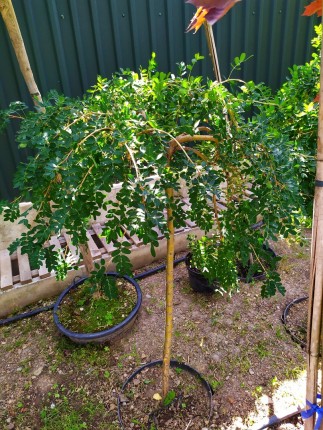 Карагана древовидная (Pendula) - Caragana arborescens