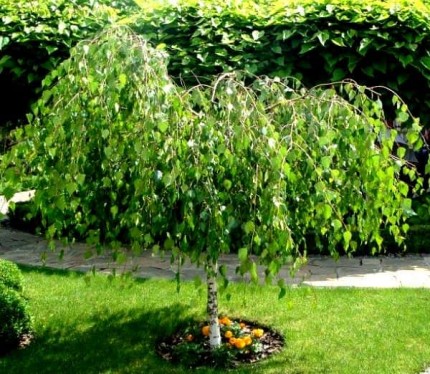 Береза повислая Юнги на штамбе - Betula pendula