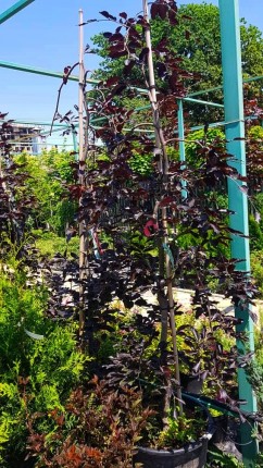 Бук лесной (Purpurea Pendula) - Fagus syvatica