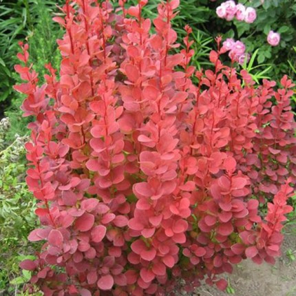 Барбарис тунберга Оранж Рокет