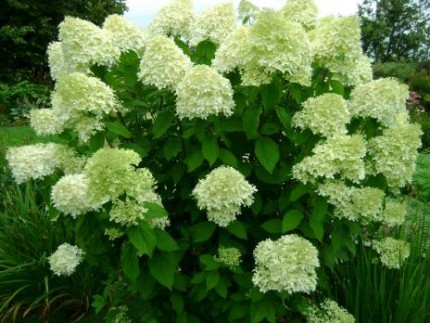Гортензия метельчатая  - Hydrangea 'Limelight' 