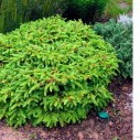 Ель обыкновенная (Nidiformis) - Picea abies