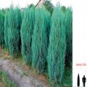 Можжевельник скальный (Blue Arrow) - Juniperus scopulorum