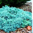 Можжевельник чешуйчатый (Blue Star) - Juniperus squamata