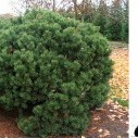 Сосна горная (Mops) - Pinus mugo