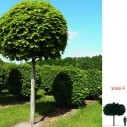 Клен остролистный (Globosum) - Acer platanoides
