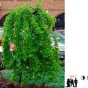 Карагана древовидная (Pendula) - Caragana arborescens