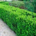 Самшит изгородь - Buxus sempervirens