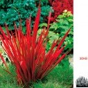 Императа цилиндрическая Red Baron - Imperata cylindrica