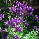 Аконит многолетник - Aconitum carm. Arensii