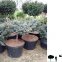 Ель Глаука Глобоза Ра - Picea pungens "Glauca globosa Pa"