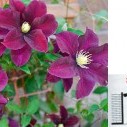 Клематис - Clematis 'Warszawska Nike'