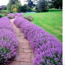 Лаванда узколистная - Lavandula ang. "Hidcote"