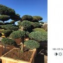 Можжевельник китайский Блю Альпс Бонсай - Juniperus chinensis "Blue Alps" bonsai