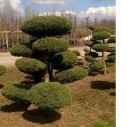 Можжевельник чешуйчатый Блю Альпс Бонсай - Juniperus squamata "Blue carpet" bonsai