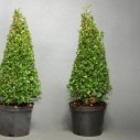 Самшит Пирамида - Buxus sempervirens