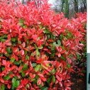 Фотиния Фразера - Photinia fraseri 'Red Robin'