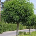 Робиния Умбракулифера (Umbraculifera)