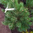 Сосна обыкновенная Ватерери (Pinus sylvestris Watereri) 