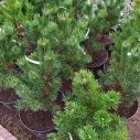 Сосна обыкновенная Ватерери (Pinus sylvestris Watereri) 