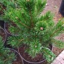 Сосна обыкновенная Ватерери (Pinus sylvestris Watereri) 