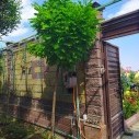 Робиния Умбракулифера (Umbraculifera)