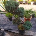 Можжевельник китайский Блю Альпс Бонсай - Juniperus chinensis "Blue Alps" bonsai