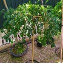 Карагана древовидная (Pendula) - Caragana arborescens