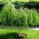 Береза повислая Юнги на штамбе - Betula pendula