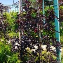 Бук лесной (Purpurea Pendula) - Fagus syvatica